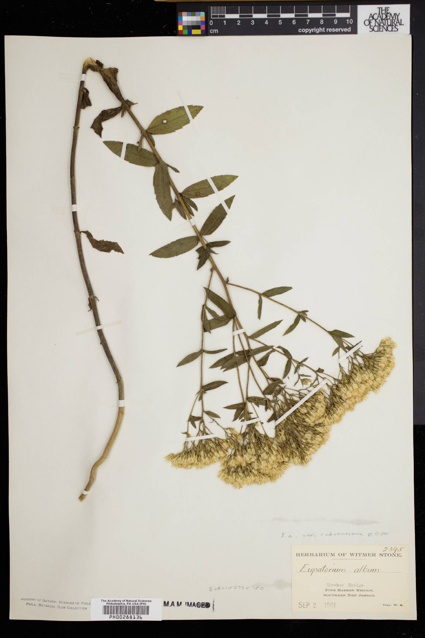 Eupatorium album image