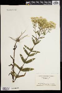 Eupatorium album var. subvenosum image