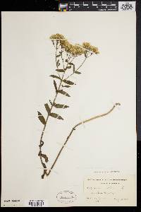 Eupatorium album var. subvenosum image