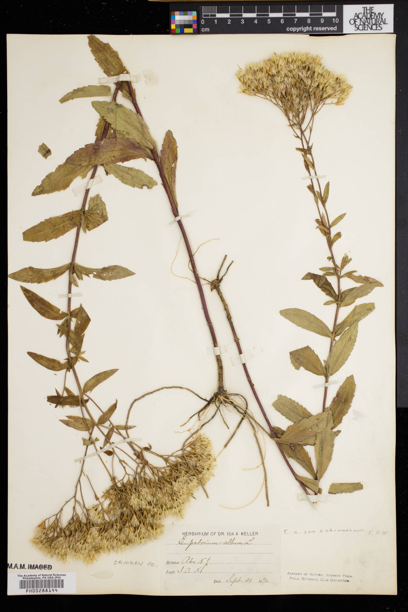 Eupatorium album var. subvenosum image