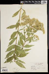 Eupatorium altissimum image