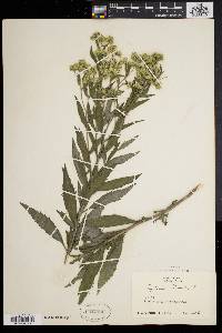 Eupatorium altissimum image