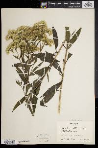 Eupatorium altissimum image