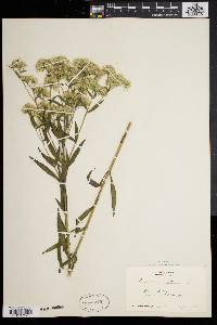 Eupatorium altissimum image