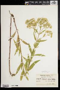 Eupatorium altissimum image