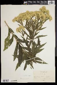 Eupatorium altissimum image