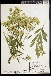 Eupatorium altissimum image