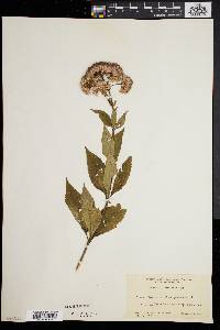 Eupatorium dubium image