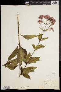 Eupatorium dubium image