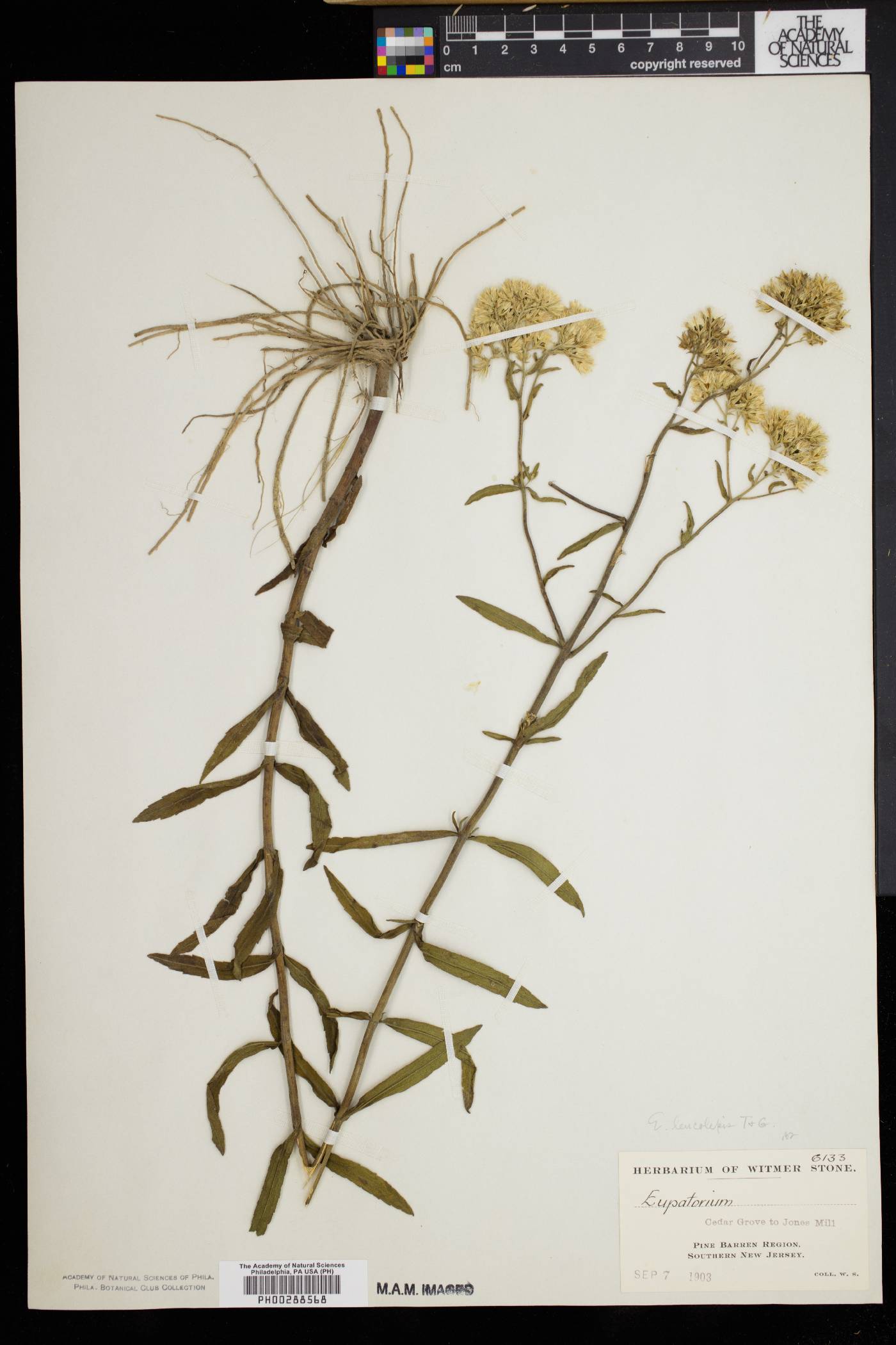 Eupatorium leucolepis image