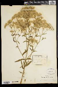 Eupatorium leucolepis image