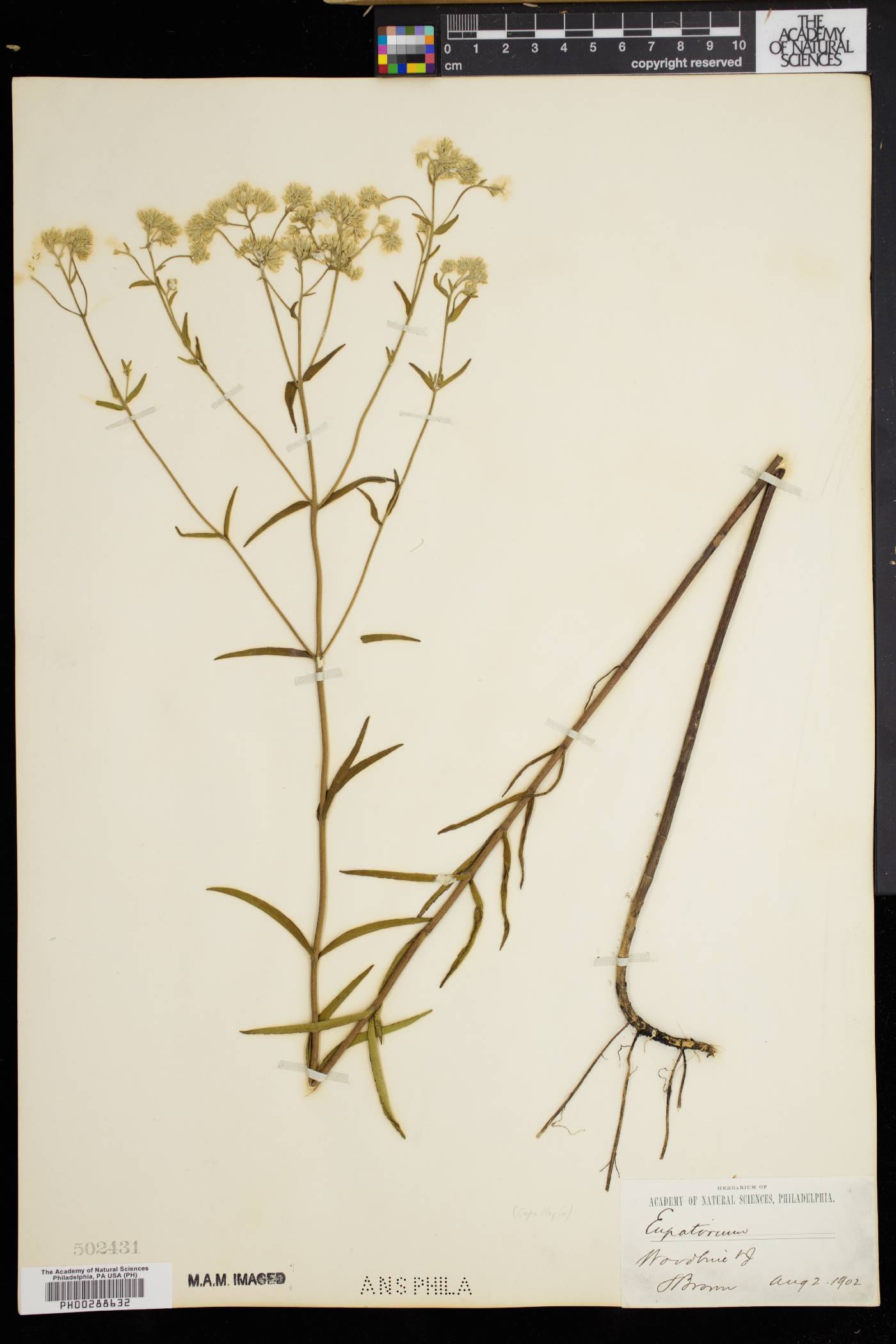 Eupatorium leucolepis image