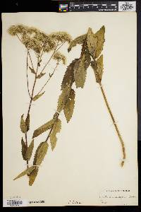 Eupatorium pilosum image