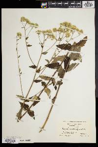 Eupatorium pilosum image