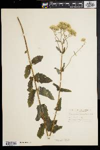 Eupatorium pilosum image