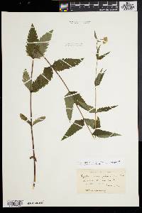 Eupatorium pilosum image