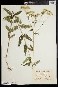 Eupatorium pilosum image