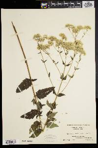 Eupatorium pilosum image