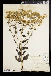 Eupatorium pilosum image