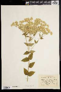 Eupatorium pubescens image