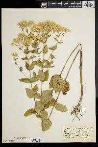 Eupatorium pubescens image