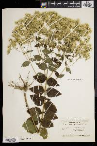 Eupatorium pubescens image