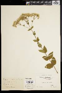 Eupatorium pubescens image