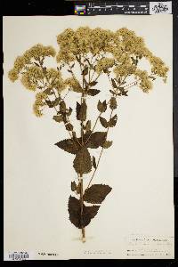 Eupatorium pubescens image