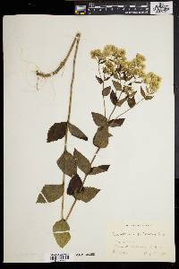 Eupatorium pubescens image