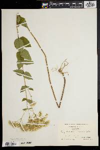 Eupatorium pubescens image