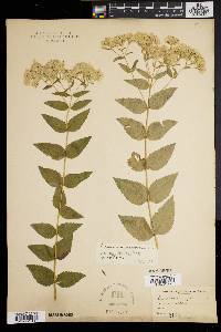 Eupatorium pubescens image