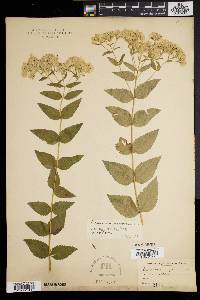 Eupatorium pubescens image