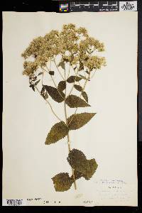 Eupatorium pubescens image