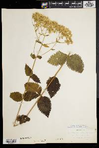 Eupatorium pubescens image