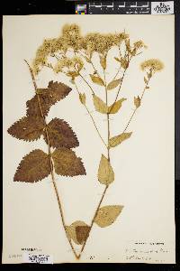 Eupatorium pubescens image