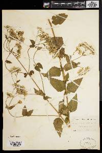 Eupatorium aromaticum image