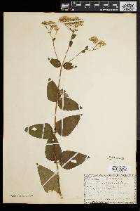 Eupatorium aromaticum image