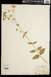 Eupatorium aromaticum image