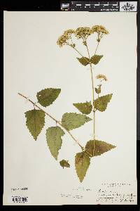 Eupatorium aromaticum image