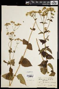 Eupatorium aromaticum image