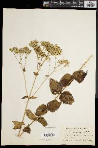 Eupatorium aromaticum image