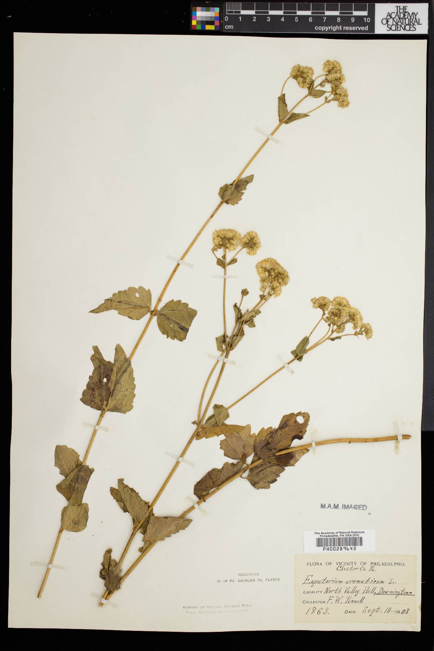 Eupatorium aromaticum image