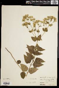 Eupatorium aromaticum image