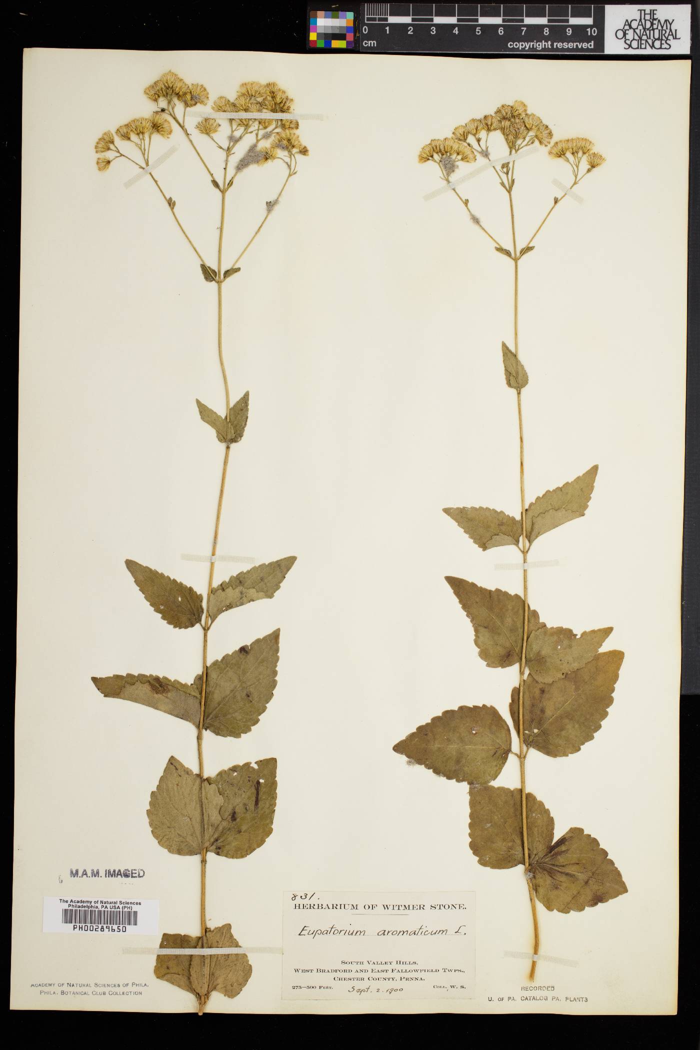 Eupatorium aromaticum image