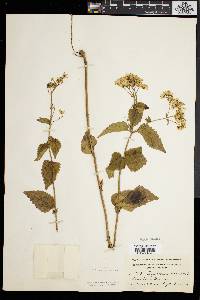 Eupatorium aromaticum image