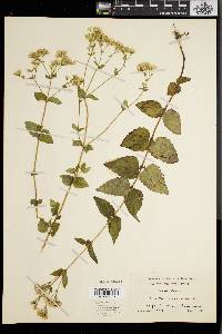 Eupatorium aromaticum image