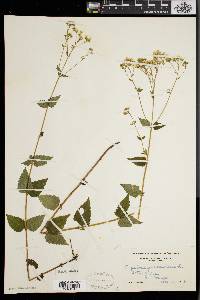 Eupatorium aromaticum image