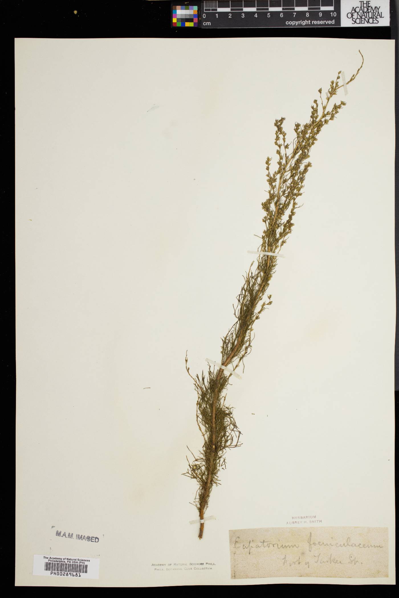 Eupatorium capillifolium image