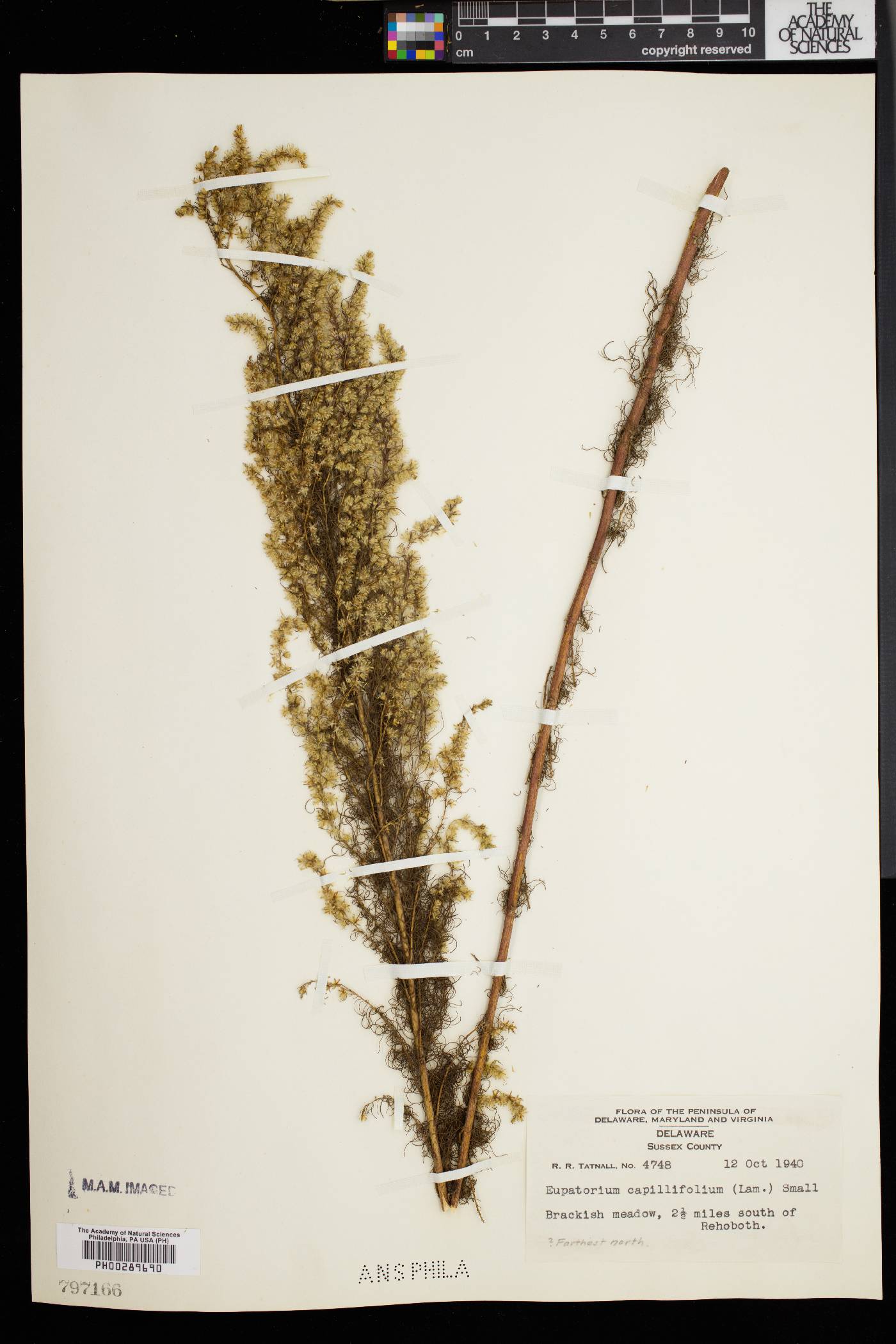 Eupatorium capillifolium image