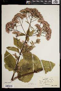 Eupatorium dubium image